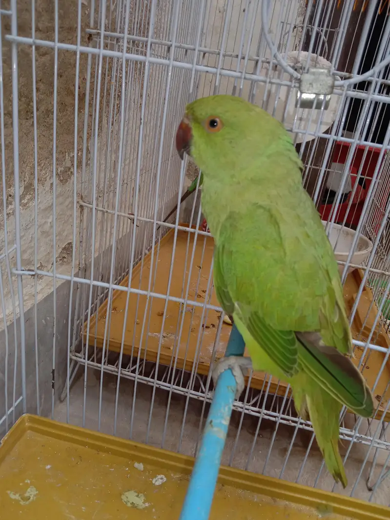 Ringneck green pair — photo 2