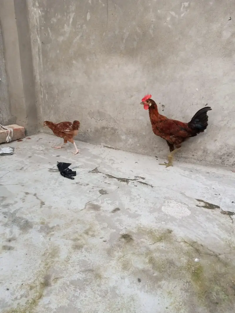 4 hens female and 2 chicks — photo 9