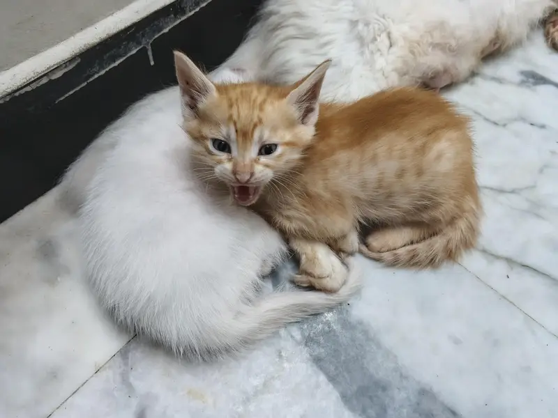 Turkish Angora Persian Cat (1.2) years — photo 3