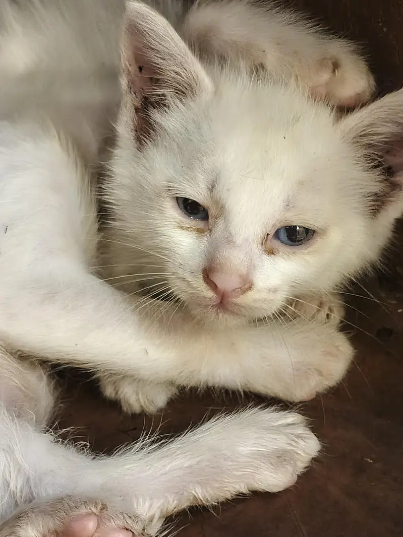 Turkish Angora Persian Cat (1.2) years — photo 4