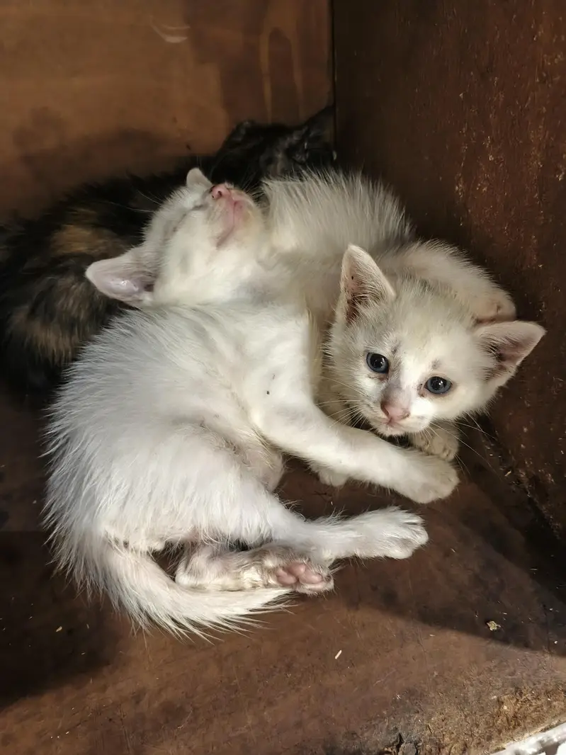 Turkish Angora Persian Cat (1.2) years — photo 5
