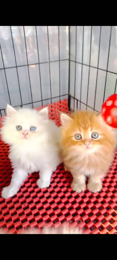 Quality Persian Punch Face cat &kittens 03476305771 WhatsApp