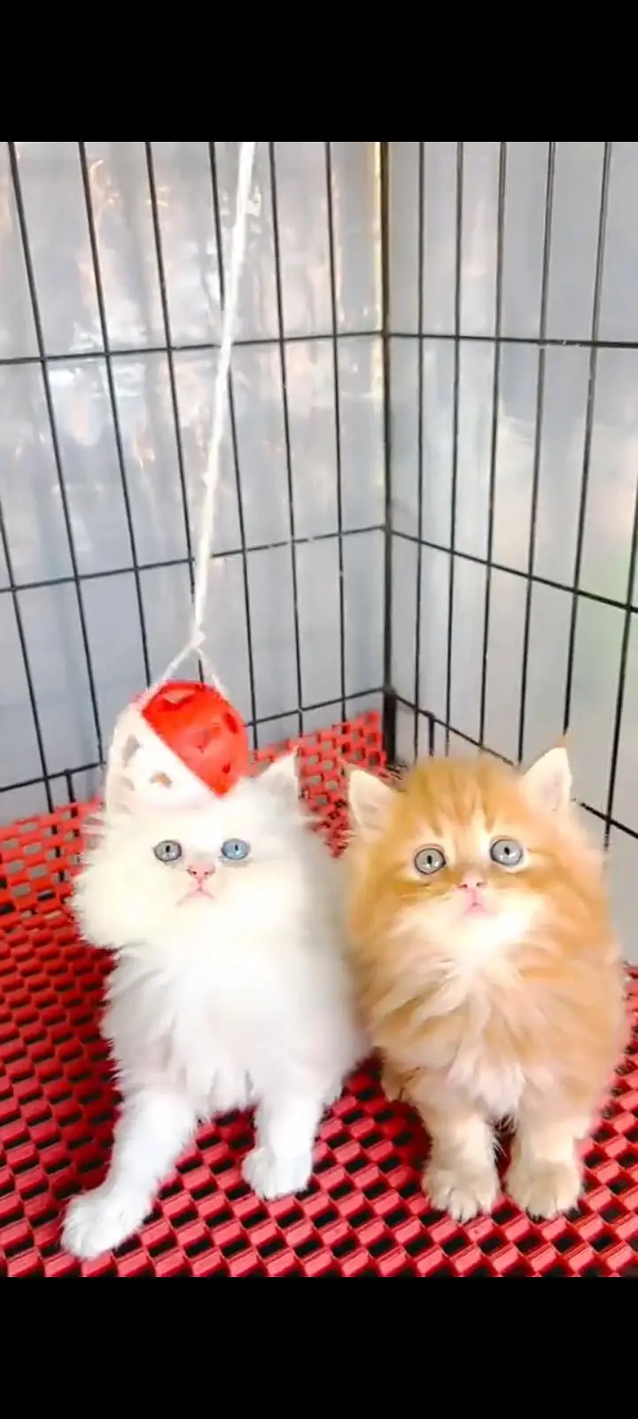Quality Persian Punch Face cat &kittens 03476305771 WhatsApp — photo 2