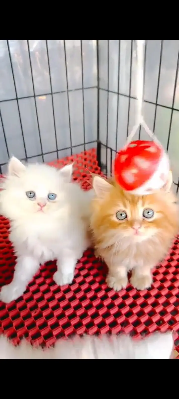 Quality Persian Punch Face cat &kittens 03476305771 WhatsApp — photo 3