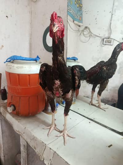 murge nasel barmi Thai cross murgaa
