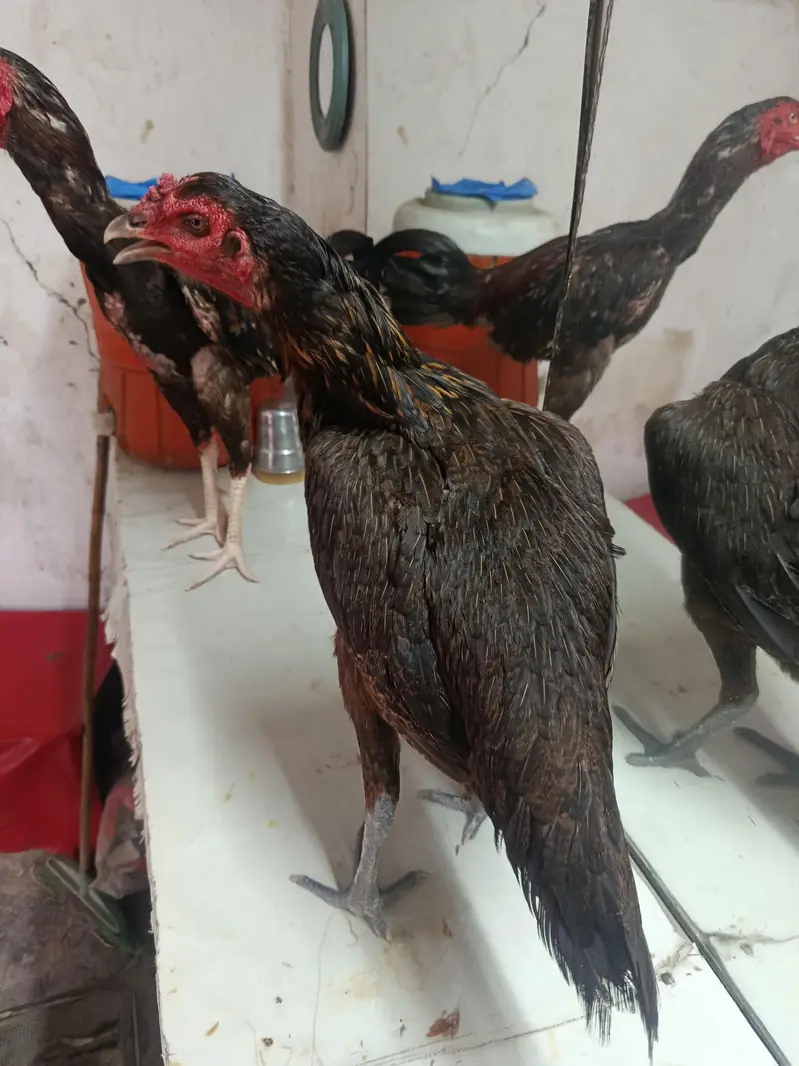 murge nasel barmi Thai cross murgaa — photo 2