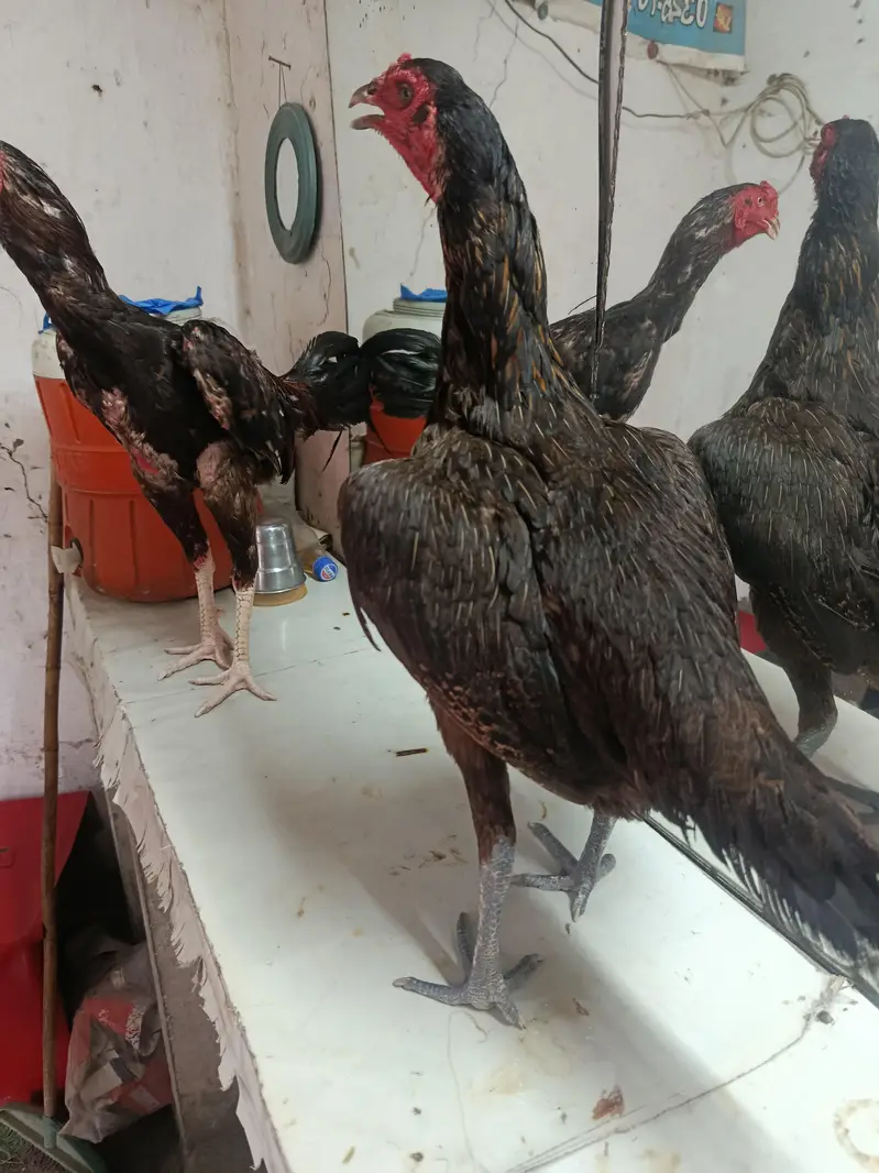 murge nasel barmi Thai cross murgaa — photo 4