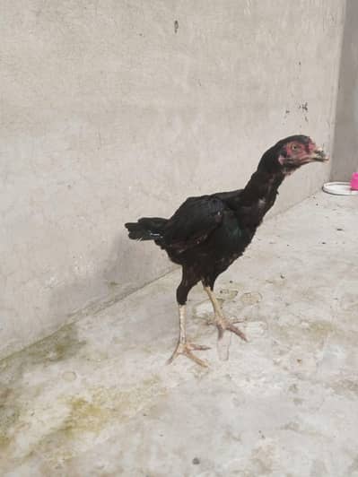4 female hens and 2 chicks