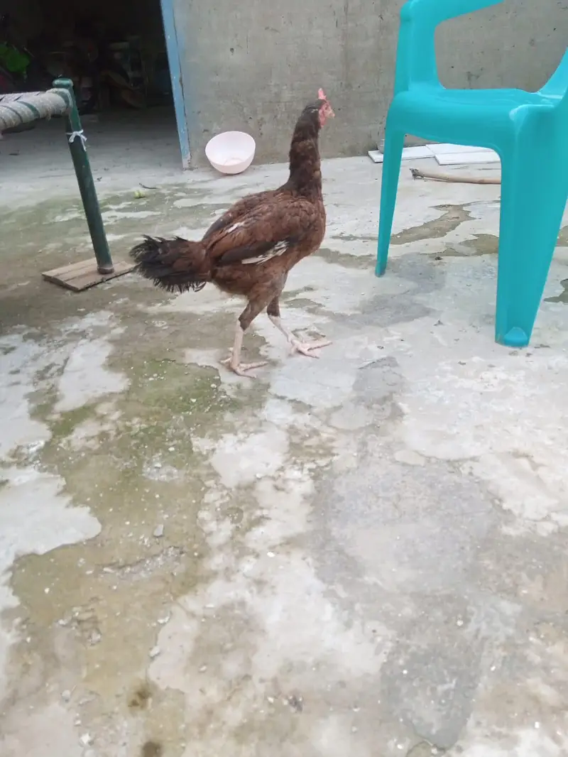 4 female hens and 2 chicks — photo 3