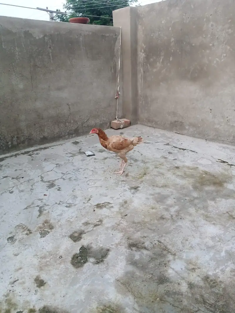 4 female hens and 2 chicks — photo 4