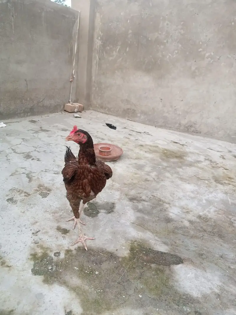 4 female hens and 2 chicks — photo 5