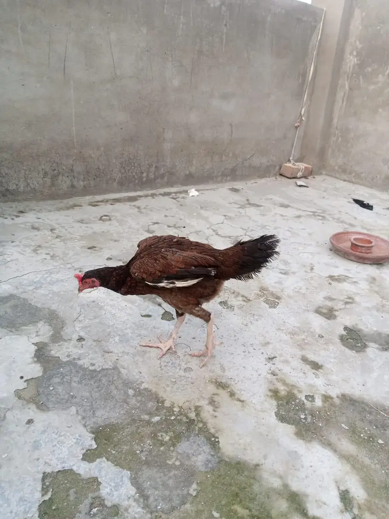 4 female hens and 2 chicks — photo 6