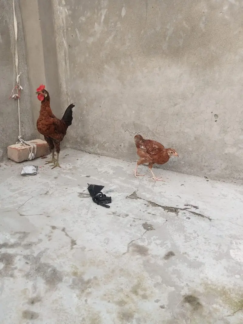 4 female hens and 2 chicks — photo 7