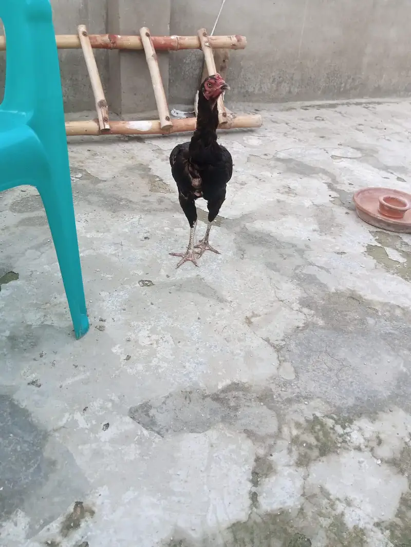 4 female hens and 2 chicks — photo 8
