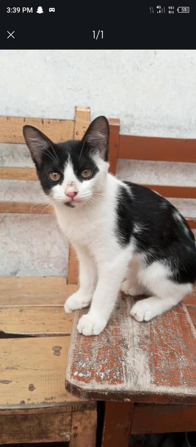 persian double coated