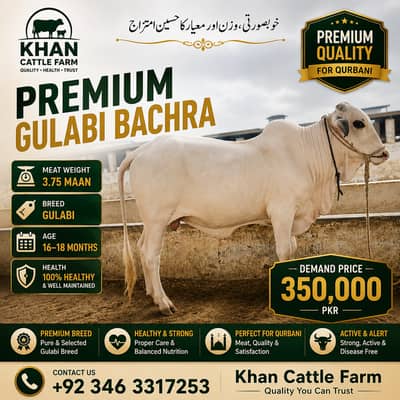 Sahiwal Bull | 2 dannt Bachra | ablak bull| cholistani | Qurbani 2027