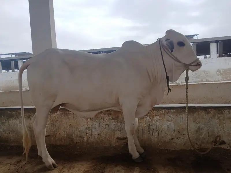 Sahiwal Bull | 2 dannt Bachra | ablak bull| cholistani | Qurbani 2027 — photo 2