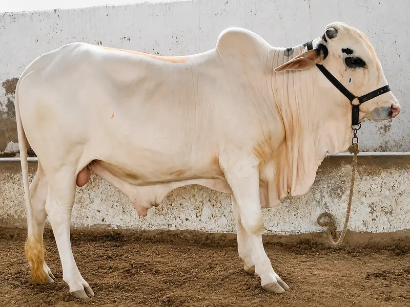 Sahiwal Bull | 2 dannt Bachra | ablak bull| cholistani | Qurbani 2027 — photo 4