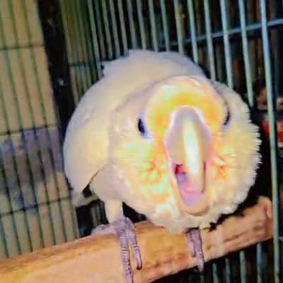 Goffin cockatoo