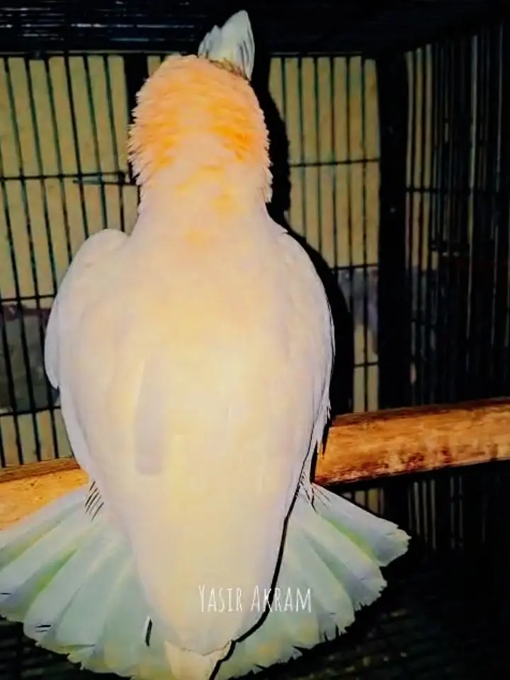 Goffin cockatoo — photo 2