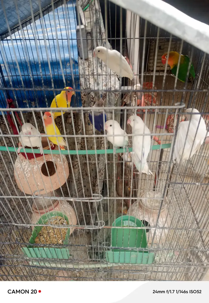 Lovebirds and Finch 03482103054==03141252332 — photo 2