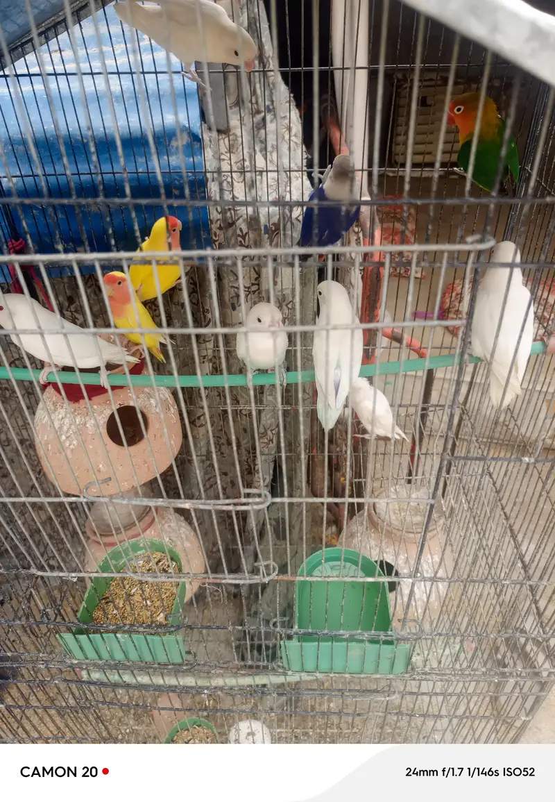 Lovebirds and Finch 03482103054==03141252332 — photo 3