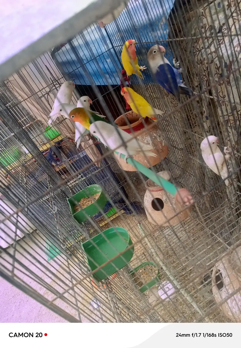 Lovebirds and Finch 03482103054==03141252332 — photo 4