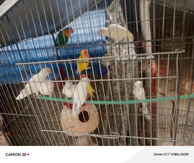 Lovebirds and Finch 03482103054==03141252332 — photo 5