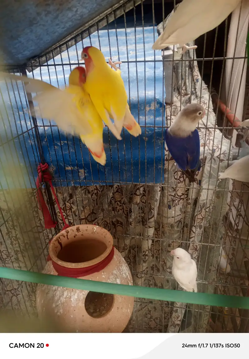 Lovebirds and Finch 03482103054==03141252332 — photo 7