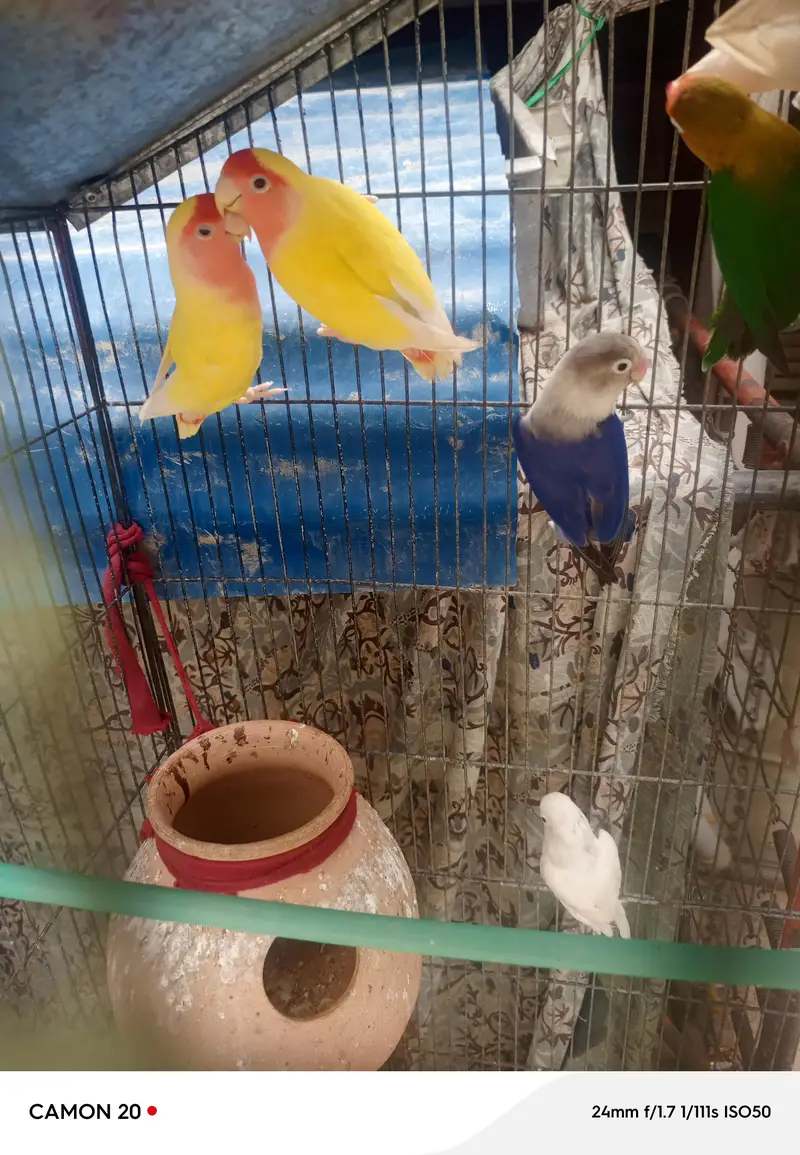 Lovebirds and Finch 03482103054==03141252332 — photo 8