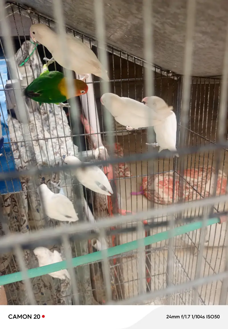 Lovebirds and Finch 03482103054==03141252332 — photo 9