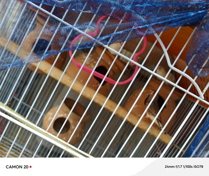 Lovebirds and Finch 03482103054==03141252332 — photo 11