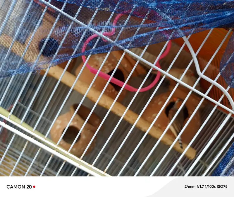 Lovebirds and Finch 03482103054==03141252332 — photo 12