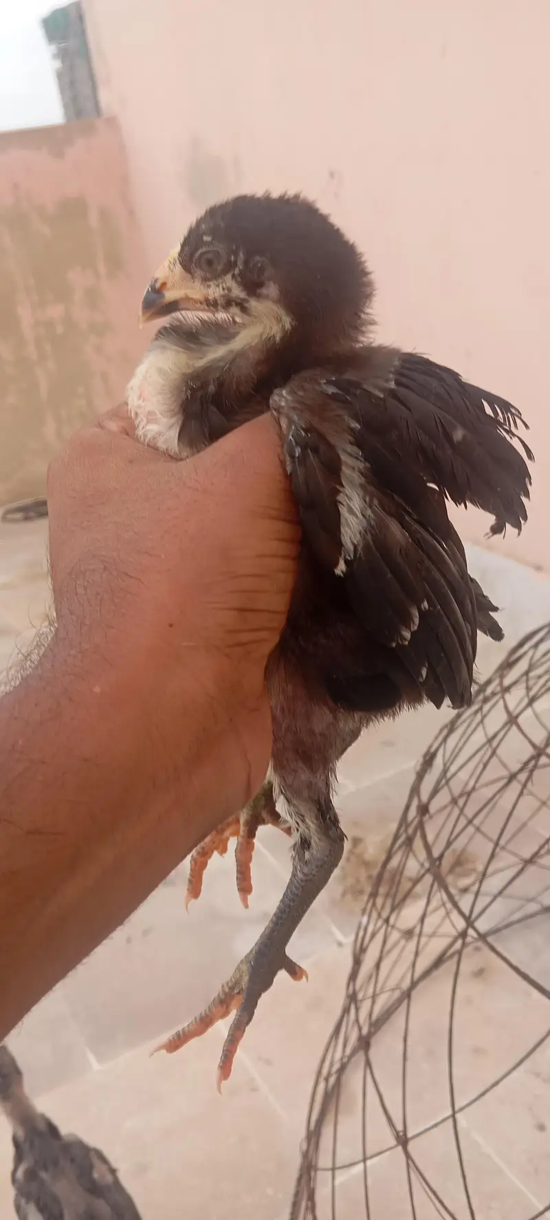 Aseel Thai Dragon Imported Bloodline High Quality Chicks Pair — photo 3
