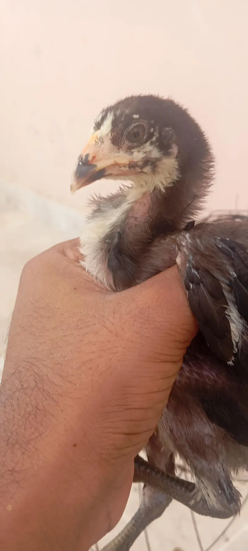 Aseel Thai Dragon Imported Bloodline High Quality Chicks Pair — photo 5