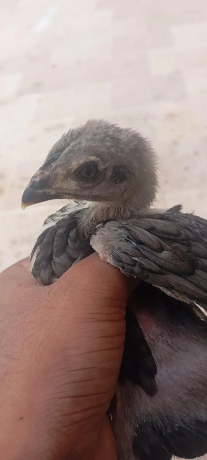 Aseel Thai Dragon Imported Bloodline High Quality Chicks Pair — photo 7