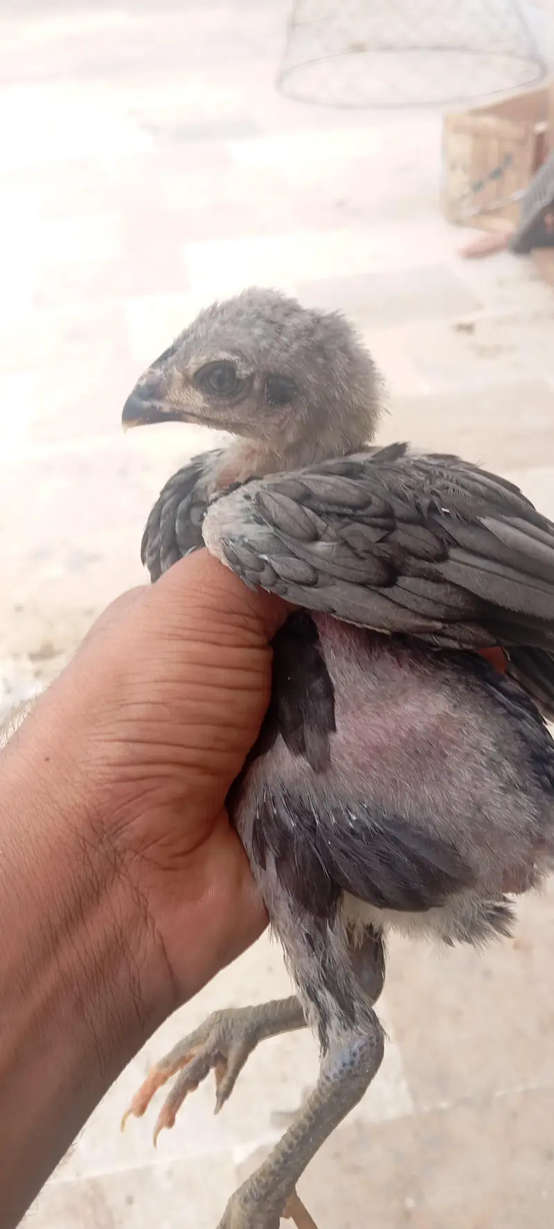 Aseel Thai Dragon Imported Bloodline High Quality Chicks Pair — photo 10