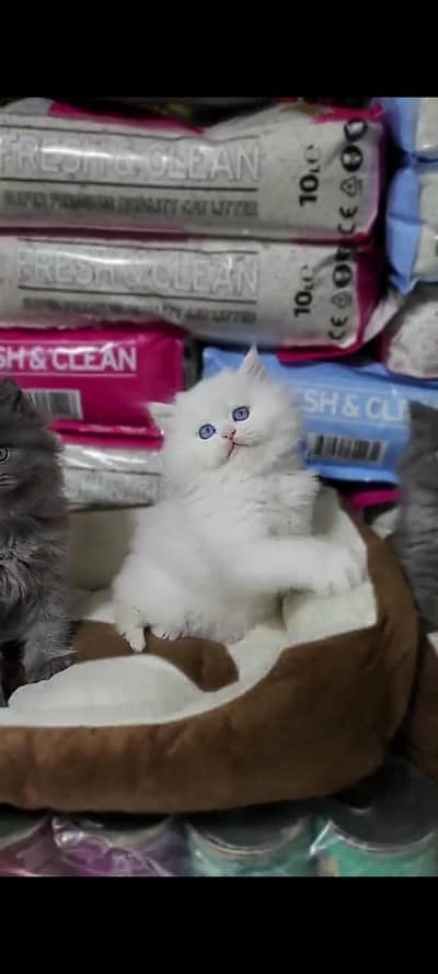 Quality Persian Punch Face cat &kittens 03476305771 WhatsApp