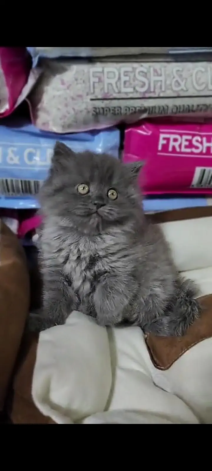 Quality Persian Punch Face cat &kittens 03476305771 WhatsApp — photo 2