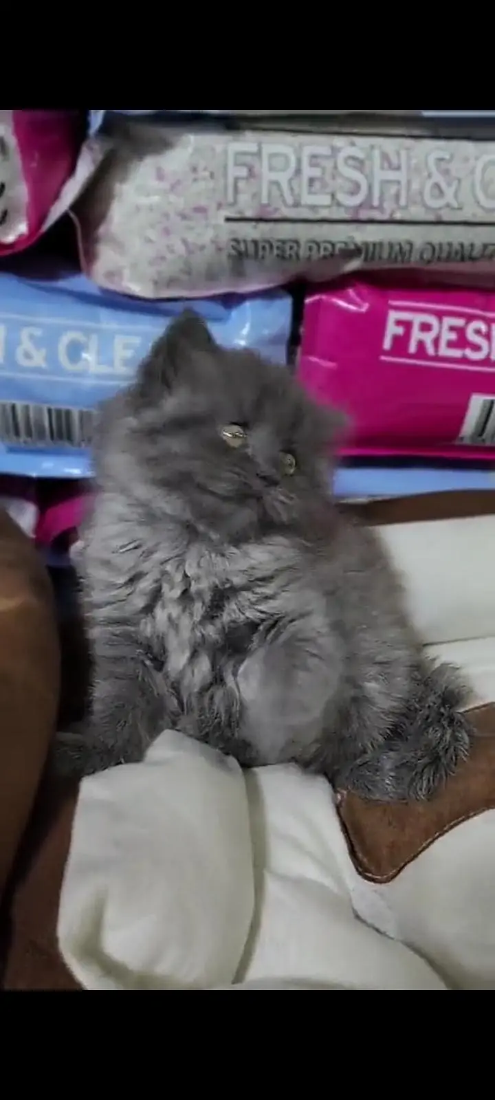 Quality Persian Punch Face cat &kittens 03476305771 WhatsApp — photo 3