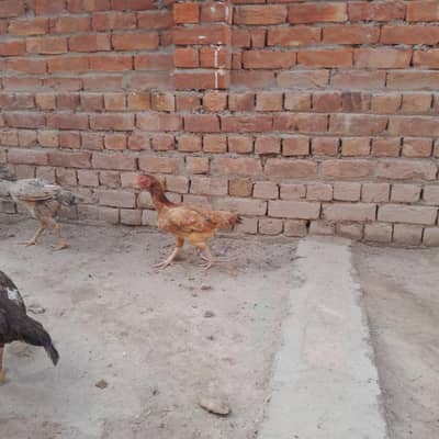 Aseel Hens