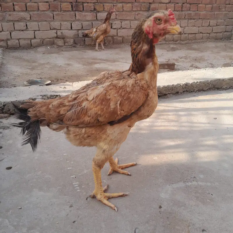 Aseel Hens — photo 2