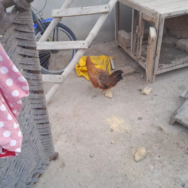 Aseel Hens — photo 4