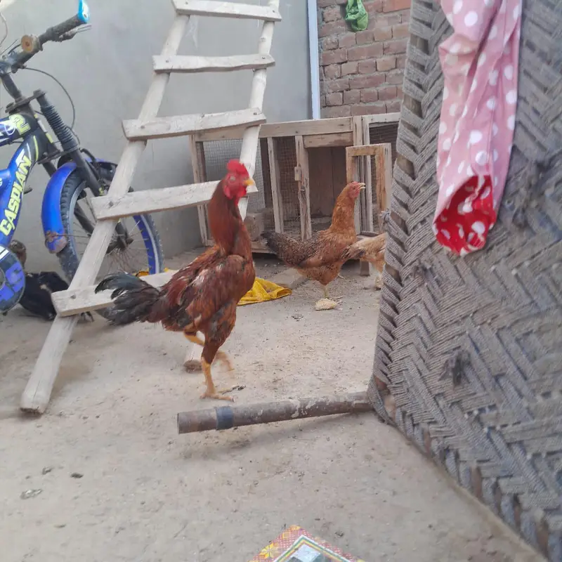 Aseel Hens — photo 5