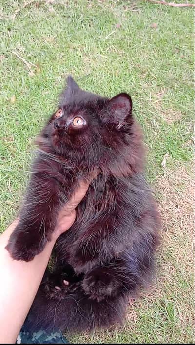 pure Persian pure black triple coat male female kitten for sale