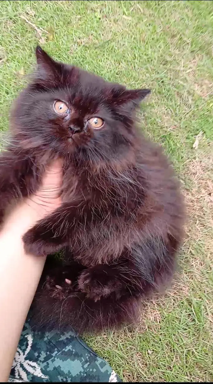 pure Persian pure black triple coat male female kitten for sale — photo 2