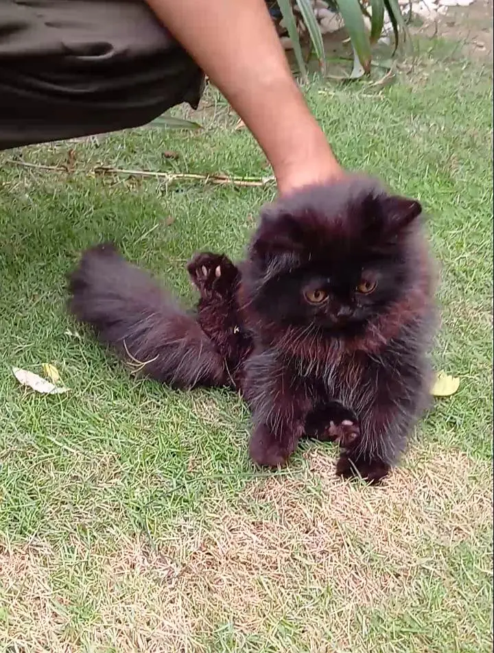 pure Persian pure black triple coat male female kitten for sale — photo 3