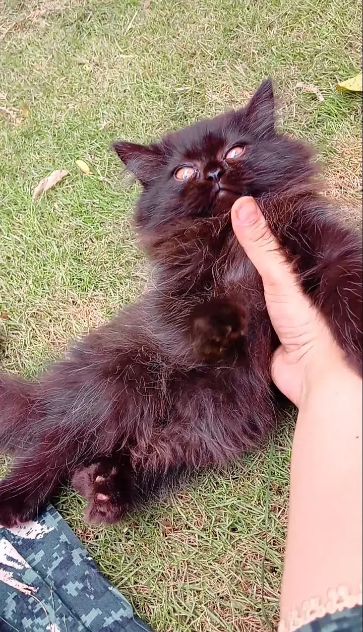 pure Persian pure black triple coat male female kitten for sale — photo 4