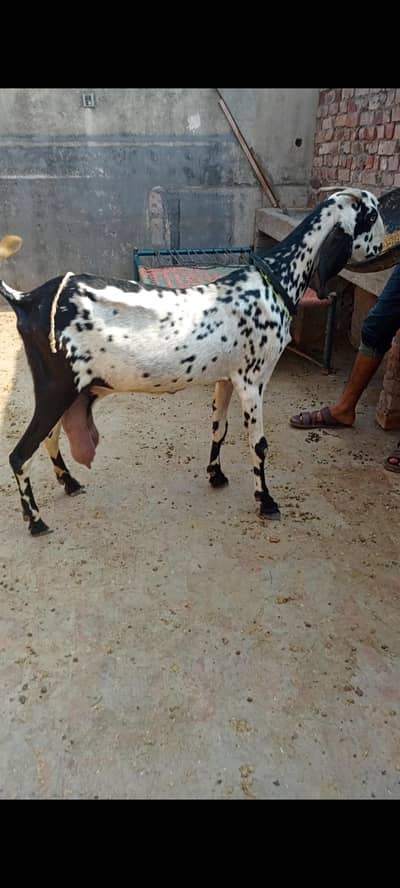 bakri for sale