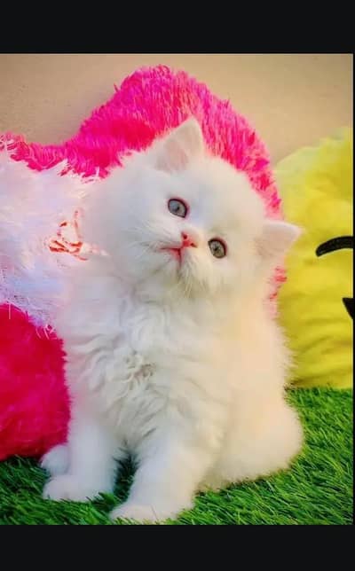 person cat for sale 03 )(09)( 37)( 13)( 784)